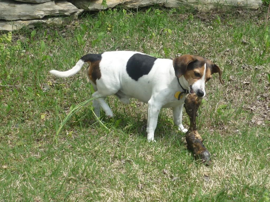 How to make your own dog food Quirky Cookery